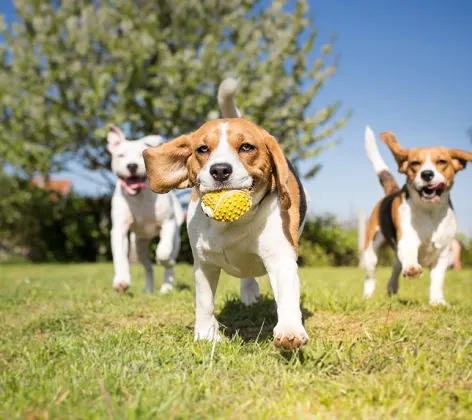 Three dogs playing with ball